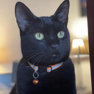 Lost Cat Mochi