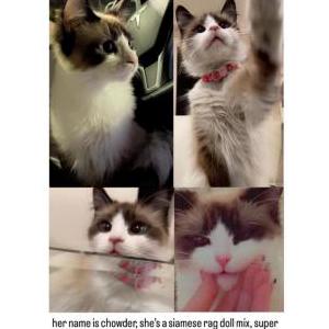 Lost Cat Chowder