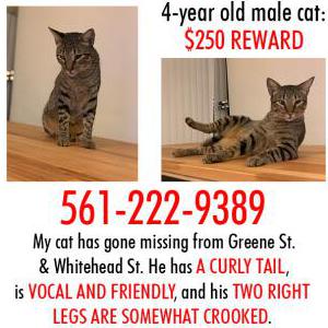 Image of Torcido, Lost Cat