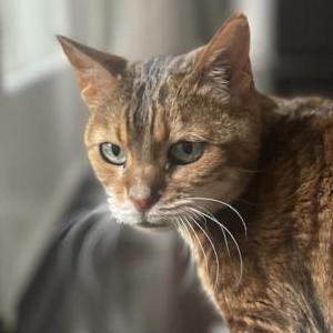 Image of Coco, Lost Cat