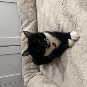 Image of Kiwi, Lost Cat