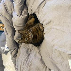Image of Shady, Lost Cat