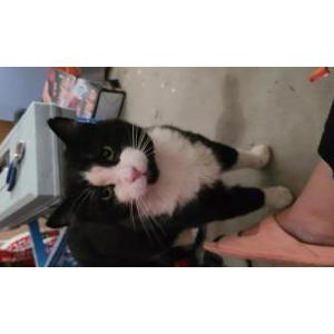 Image of Unknown, Found Cat