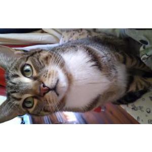 Image of Buddy, Lost Cat