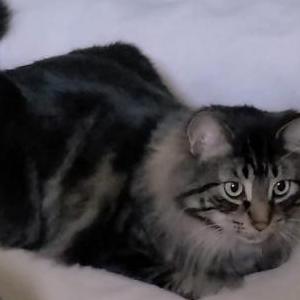 Image of Masim, Lost Cat