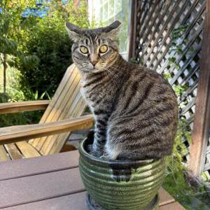 Image of Lemon, Lost Cat
