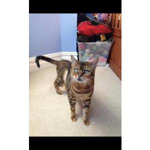 Image of Coco, Lost Cat