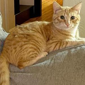 Image of Obie, Lost Cat