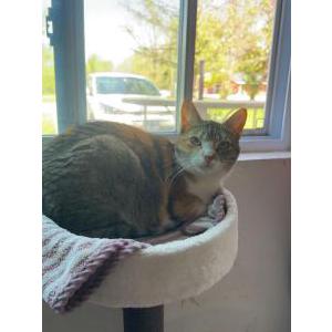 Image of Charly, Lost Cat