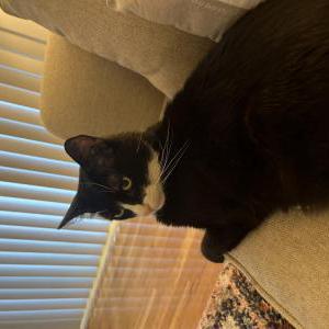 Image of Frankie spice, Lost Cat