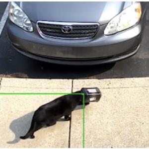 Image of Onyx, Lost Cat