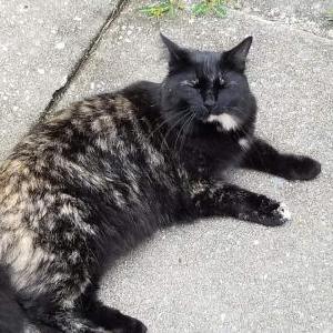 Image of Judy, Lost Cat