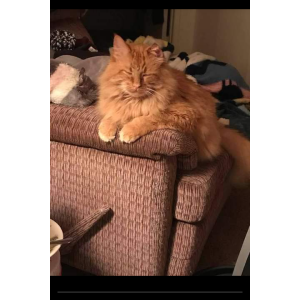 Image of Vinnie, Lost Cat