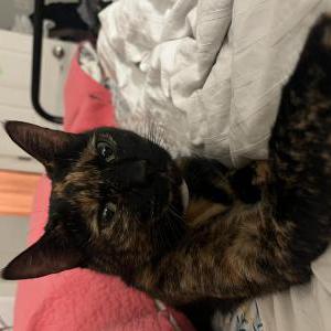 Image of Stella, Lost Cat