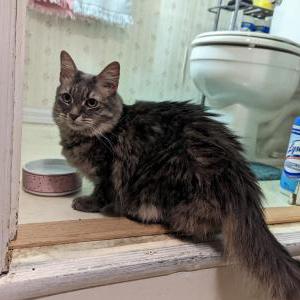 Image of Unknown, Found Cat