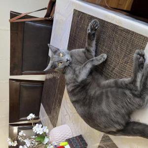 Image of Moonie, Lost Cat