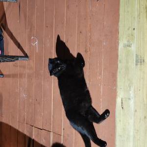 Image of Onyx, Lost Cat