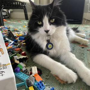 Image of Lilu, Lost Cat
