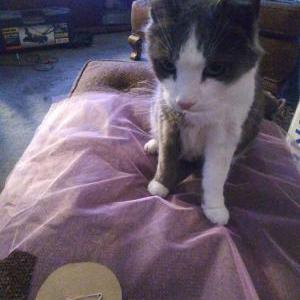 Image of Mama, Lost Cat