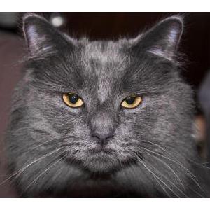 Image of Smokey, Lost Cat
