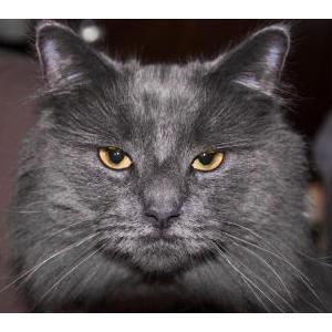 Lost Cat Smokey