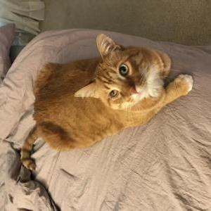 Image of Finn, Lost Cat