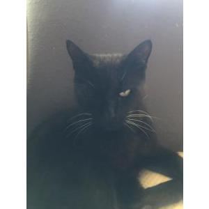 Image of Piper, Lost Cat