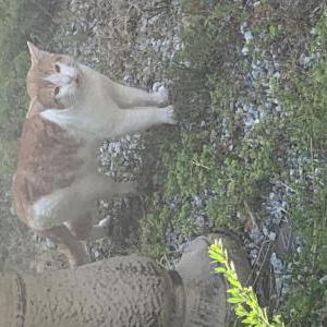 Image of unknown, Found Cat