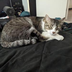 Lost Cat Kitkat