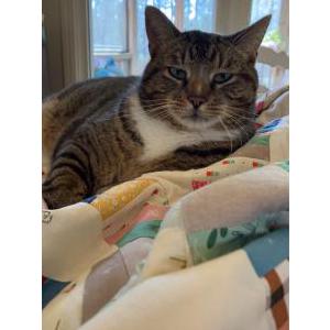 Image of Chip, Lost Cat