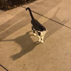 Found Cat unknown