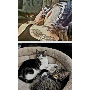 Image of Mittens, Lost Cat