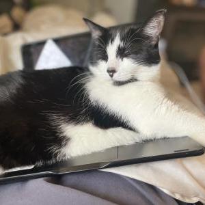 Image of Kitara, Lost Cat