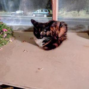 Lost Cat Boobookitty