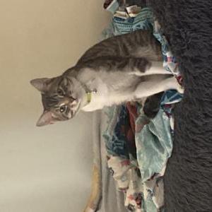 Image of Meeko, Lost Cat
