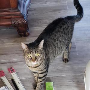 Lost Cat Pebbles