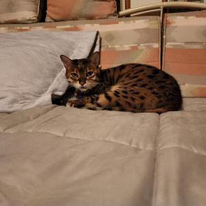Image of Cami, Lost Cat
