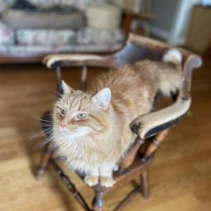 Image of Harley, Lost Cat