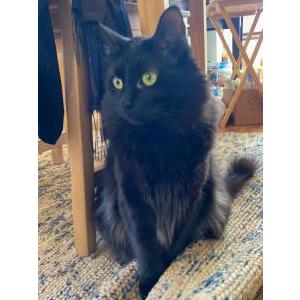 Image of Nugget, Lost Cat