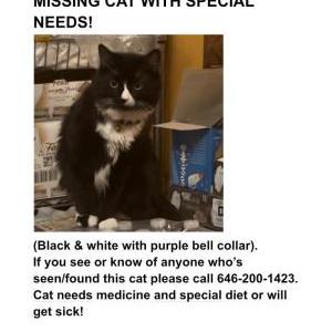Image of Zazi, Lost Cat