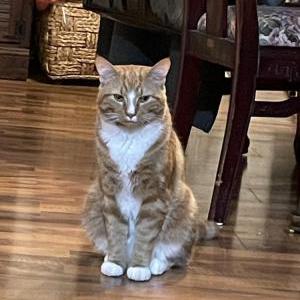 Lost Cat Tiger