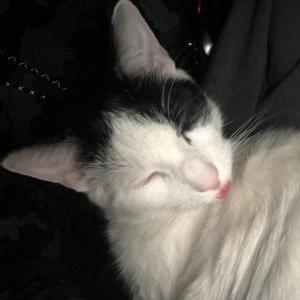 Image of Archie, Lost Cat
