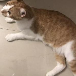 Image of Rum, Lost Cat
