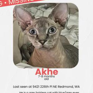 Lost Cat Akhe