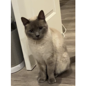 Image of Niko, Lost Cat