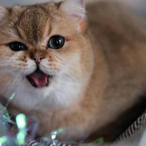 Image of SongXiang, Lost Cat