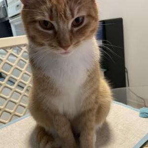Lost Cat Shooshoo