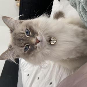 Image of Kleo, Lost Cat