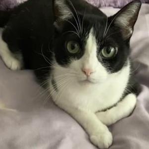 Image of Lisa/Athena Chloe, Lost Cat
