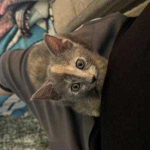 Image of baby, Lost Cat